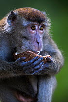 Long-tailed macaque (Macaca fascicularis) juvenile aged 18-24 months feeding on a coconut. Bako National Park, Sarawak, Borneo, Malaysia.  Apr 2010.