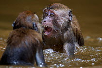 Long-tailed macaque (Macaca fascicularis) juveniles playing in a pool of water . Bako National Park, Sarawak, Borneo, Malaysia.  Apr 2010.