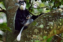 Eastern Black-and-white Colobus (Colobus guereza) female acting aggressively towards her baby aged 2-3 months. Kakamega Forest South, Western Province, Kenya