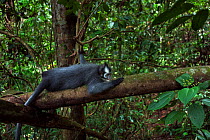 Northern Sumatran or Thomas Leaf monkey (Presbytis thomasi) female resting in a tree. Gunung Leuser National Park, Sumatra, Indonesia