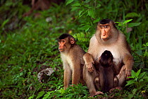 Southern or Sunda Pig-tailed macaque (Macaca nemestrina) female sitting with her suckling baby and an older juvenile. Wild but used to being fed by local people. Gunung Leuser National Park, Sumatra,...