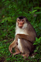 Southern or Sunda Pig-tailed macaque (Macaca nemestrina) female sitting portrait. Wild but used to being fed by local people. Gunung Leuser National Park, Sumatra, Indonesia.