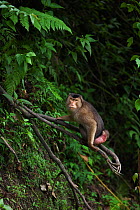 Southern or Sunda Pig-tailed macaque (Macaca nemestrina) female with sexual swelling due to estrus sitting on a branch . Wild but used to being fed by local people. Gunung Leuser National Park, Sumatr...