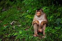 Southern or Sunda Pig-tailed macaque (Macaca nemestrina) female sitting portrait. Wild but used to being fed by local people. Gunung Leuser National Park, Sumatra, Indonesia.
