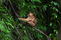 Southern or Sunda Pig-tailed macaque (Macaca nemestrina) female sitting in a tree. Wild but used to being fed by local people. Gunung Leuser National Park, Sumatra, Indonesia.