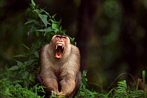 Southern or Sunda Pig-tailed macaque (Macaca nemestrina) mature male yawning. Wild but used to being fed by local people. Gunung Leuser National Park, Sumatra, Indonesia.