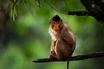 Southern or Sunda Pig-tailed macaque (Macaca nemestrina) juvenile sitting in a tree. Wild but used to being fed by local people.Gunung Leuser National Park, Sumatra, Indonesia.