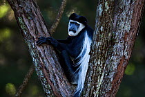 Eastern Black-and-white Colobus (Colobus guereza) male sitting in a tree. Kakamega Forest South, Western Province, Kenya