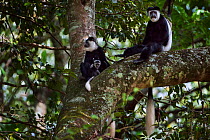 Eastern Black-and-white Colobus (Colobus guereza) female with baby aged 2-3 months sitting with mature male in a tree. Kakamega Forest South, Western Province, Kenya