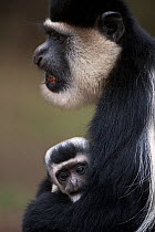 Eastern Black-and-white Colobus (Colobus guereza) female cradling her baby aged 1-2 months in her arms. Elsamere, Lake Naivasha, Rift Valley Province, Kenya