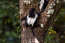 Eastern Black-and-white Colobus (Colobus guereza) baby aged 9-12 months climbing a tree - back view. Kakamega Forest National Reserve, Western Province, Kenya
