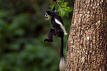 Eastern Black-and-white Colobus (Colobus guereza) baby aged 9-12 months swinging from a branch. Kakamega Forest National Reserve, Western Province, Kenya