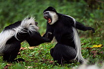 Eastern Black-and-white Colobus (Colobus guereza) monkeys play fighting. Kakamega Forest National Reserve, Western Province, Kenya