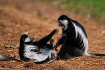 Eastern Black-and-white Colobus (Colobus guereza) monkeys play fighting. Kakamega Forest National Reserve, Western Province, Kenya