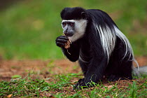 Eastern Black-and-white Colobus (Colobus guereza) young male feeding on soil for its salts and minerals. Kakamega Forest National Reserve, Western Province, Kenya