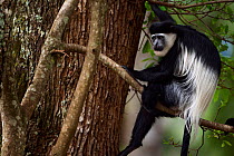 Eastern Black-and-white Colobus (Colobus guereza) sitting in a tree. Kakamega Forest National Reserve, Western Province, Kenya