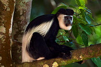 Eastern Black-and-white Colobus (Colobus guereza) male sitting in a tree. Kakamega Forest South, Western Province, Kenya