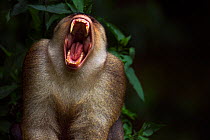 Southern or Sunda Pig-tailed macaque (Macaca nemestrina) mature male yawning - portrait. Wild but used to being fed by local people. Gunung Leuser National Park, Sumatra, Indonesia.
