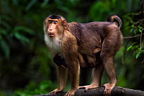 Southern or Sunda Pig-tailed macaque (Macaca nemestrina) female standing on a branch with her baby under her belly. Wild but used to being fed by local people. Gunung Leuser National Park, Sumatra, In...