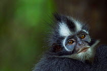 Thomas Leaf monkey (Presbytis thomasi) female - portrait. Gunung Leuser National Park, Sumatra, Indonesia.