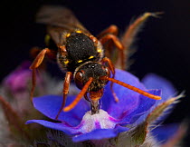 Marsham's Nomad Bee (Nomada marshamella) feeding on Forget-me-not nectar, in urban garden, Bristol, UK, June.