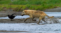 Grey wolf (Canis lupus) hunting pacific salmon, with crow in background, Katmai National Park, Alaska, USA, August.