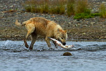 Grey wolf (Canis lupus) hunting pacific salmon, Katmai National Park, Alaska, USA, August.