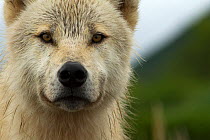Grey wolf (Canis lupus) portrait, Katmai National Park, Alaska, USA, August.
