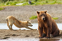 Grizzly bear (Ursus arctos horribilis) with Grey wolf (Canis lupus) stretching behind, Katmai National Park, Alaska, USA, August.