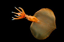 Big fin squid (Magnapinna atlantica) species only known from two specimens collected in the northern Atlantic Ocean. First described in 2006.  It is characterised by several unique morphological featu...
