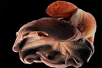 Dumbo octopus (Grimpoteuthis sp.) Barent's Sea at Depth of 1680 m, Atlantic Ocean.