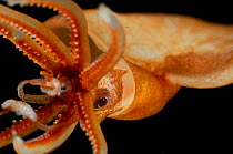 Big fin squid (Magnapinna atlantica) species known only from two specimens collected in the northern Atlantic Ocean. First described in 2006.  It is characterised by several unique morphological featu...