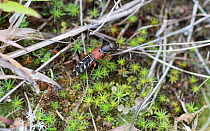 Rove beetle (Staphylinus caesareus) adult, Parikkala, Finland, June.