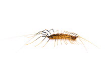 House Centipede (Scutigera coleoptrata) Cibolo Creek, Bexar / Guadalupe County line, Texas. October.