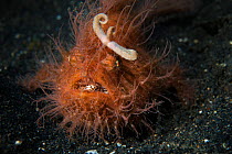 Hairy frogfish (Antennarius striatus) showing worm like esca (lure) Lembeh strait, Sulawesi, Indonesia.
