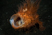 Hairy frogfish (Antennarius striatus) with mouth open, Lembeh strait, Sulawesi, Indonesia.