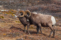 Bighorn Rams (Ovis canadensis) sparring in a high mountain pass in Jasper National Park, Alberta, Canada, October