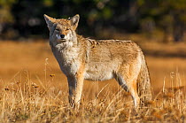 Coyote (Canis latrans) at sunset. Yellowstone National Park, Wyoming, USA, October