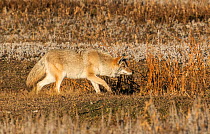 Coyote (Canis latrans) hunting at sunset. Yellowstone National Park, Wyoming, USA, October