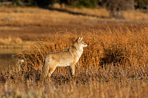 Coyote (Canis latrans) at sunrise. Yellowstone National Park, Wyoming, USA, October