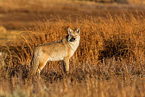 Coyote (Canis latrans) at sunrise. Yellowstone National Park, Wyoming, USA, October