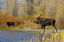 Moose (Alces alces) bulls on a wild mountain river. Grand Teton National Park, Wyoming, USA, October
