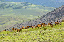 Elk (Cervus elaphus) mothers with their newborn gather in a high mountain meadow. Yellowstone National Park, Wyoming, USA, June