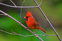 Northern Cardinal (Cardinalis cardinalis) male in breeding plumage. Acadia National Park, Maine, USA, May