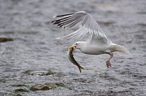 Herring Gull (Larus argentatus) carries off Alewife (Alosa pseudoharengus). Acadia National Park, Maine, USA, June