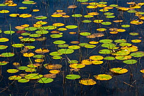 Fragrant Water Lily (Nymphaea odorata). Acadia National Park, Maine, USA, October