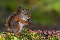 American Red Squirrel (Tamiasciurus hudsonicus). Acadia National Park, Maine, USA, October