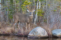 White-tailed Deer (Odocoileus virginianus), old buck at edge of pond. Acadia National Park, Maine, USA, November