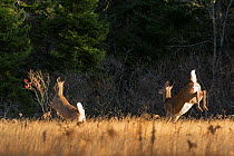 White-tailed Deer (Odocoileus virginianus) rear view of does running through meadow at sunrise. Acadia National Park, Maine, USA, November