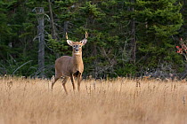 White-tailed Deer (Odocoileus virginianus) stood in meadow. Acadia National Park, Maine, USA, November